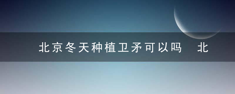 北京冬天种植卫矛可以吗 北京冬天种植卫矛是否可以